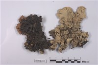 藏品(梅衣屬)的圖片